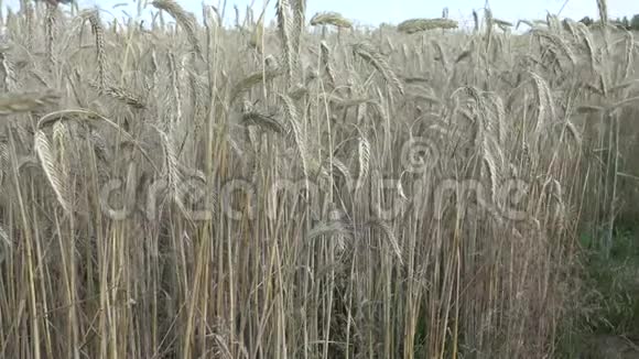 黑麦是一种广泛种植的草如谷物覆盖作物和饲料作物视频的预览图