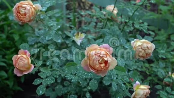 英国花园里的粉色和米色玫瑰绿色自然背景和文字的地方夏季视频的预览图