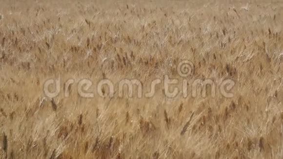 黄金麦田美丽的风景草甸麦田成熟穗的背景夏季视频的预览图