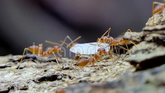 红蚂蚁把食物放在树上视频的预览图