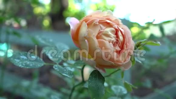 在英国花园的绿色自然背景下在灌木丛中合上粉红色和米色玫瑰并在夏季提供文本视频的预览图