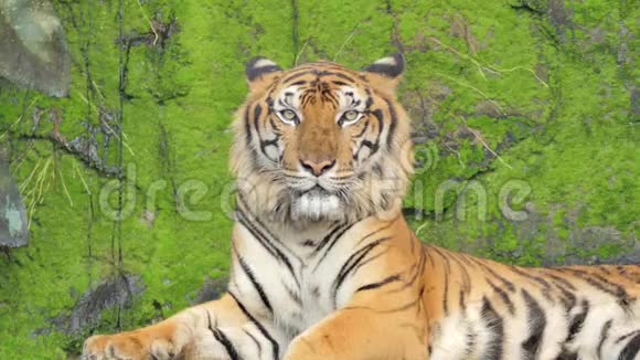 印度支那老虎正在热带雨林中打哈欠视频的预览图