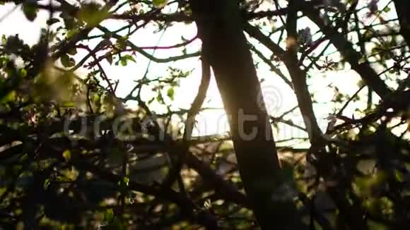 日落时盛开的树春天公园的一棵树上开着白花春天的花园视频的预览图