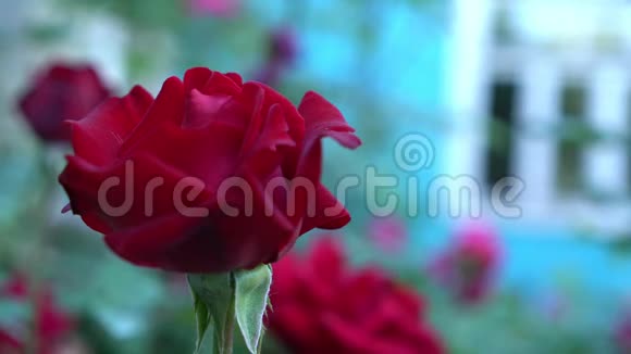 在乡村花园里合上红玫瑰绿色模糊的自然背景和文字的地方夏季视频的预览图