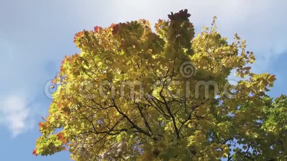 秋天晴天蓝天背景下一棵绿黄红叶的枫树的底景视频的预览图