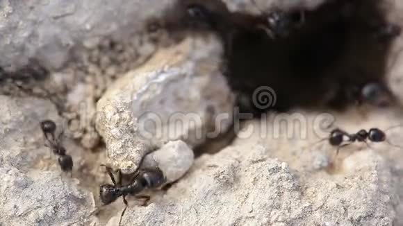 巨大的蚂蚁视频的预览图