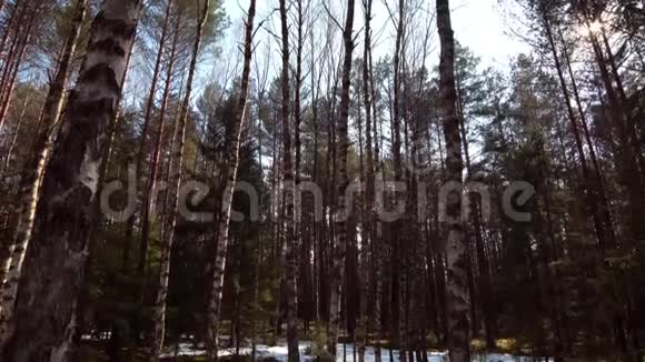 冬天的森林春天的雪融化视频的预览图
