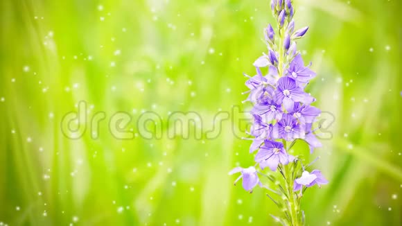 在模糊的绿色背景上美丽的紫色草甸花视频的预览图