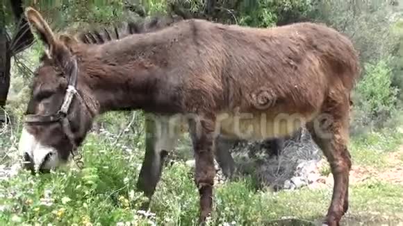 棕驴吃草视频的预览图