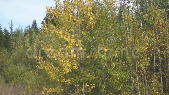 一次穿越秋林惊人的强大树叶的旅行一条迷人的北希腊原始森林小径落红了叶视频的预览图