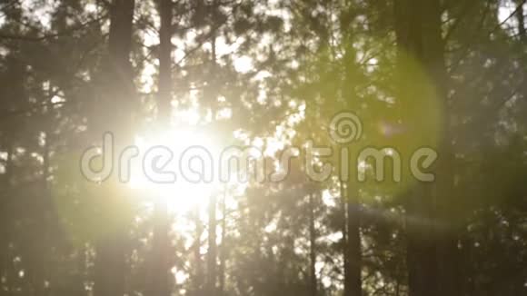 太阳在森林里耀斑视频的预览图