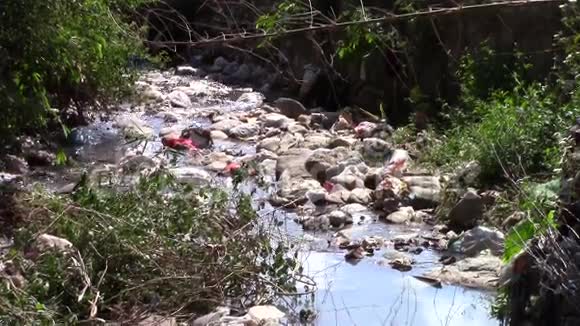 污染的河流视频的预览图
