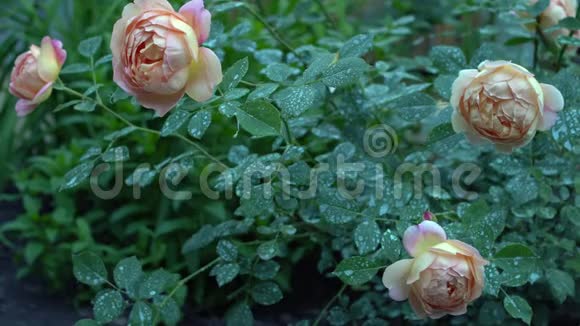 美丽的粉红色和米色玫瑰灌木在英国乡村花园绿色自然背景有文字的地方视频的预览图