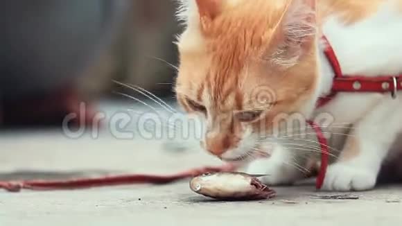 搞笑漂亮惊艳可爱的红白猫在红领吃鲜鱼在户外阳光明媚的夏日好日子视频的预览图