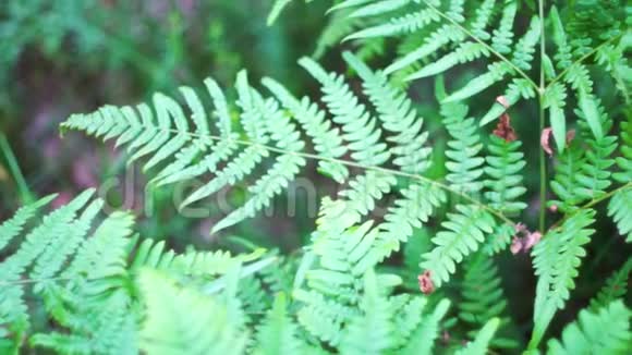 生长在杂草丛生的野生丛林中的古老茂盛的蕨类植物视频的预览图