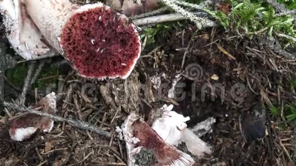 带蠕虫的红色蘑菇鹅膏菌视频的预览图