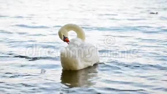 白天鹅独自在湖边游泳视频的预览图