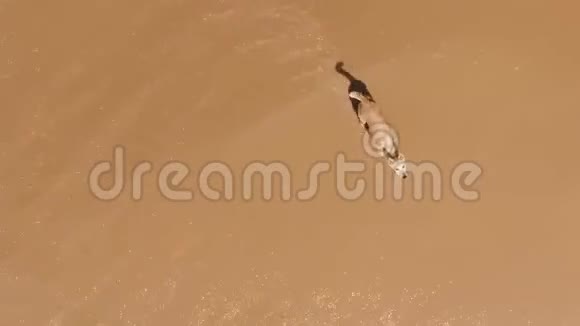 空中射击这条狗沿着海边跑视频的预览图