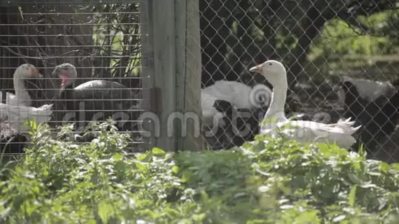 鹅火鸡和鸡在笼子里视频的预览图