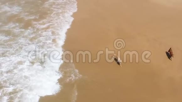 狗在沙滩上沿着海浪奔跑视频的预览图