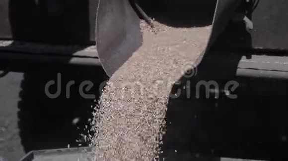 谷物来自一个大容器粮食农场的季节性工作面粉和面包生产的阶段来自谷物的瀑布视频的预览图