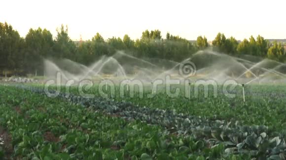 绿色菜园的灌溉系统视频的预览图