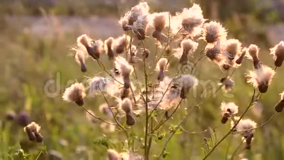 日出日落时田野里柔软蓬松的白色植物花视频的预览图