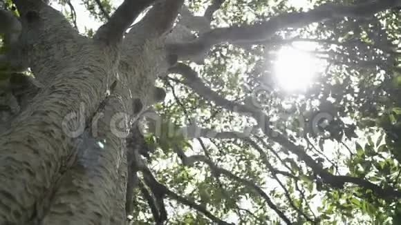 春天的太阳轻轻地穿过大树视频的预览图