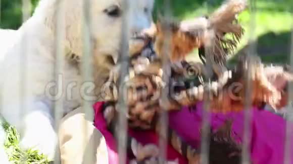 漂亮的小金毛猎犬小狗在鸟舍里玩耍视频的预览图