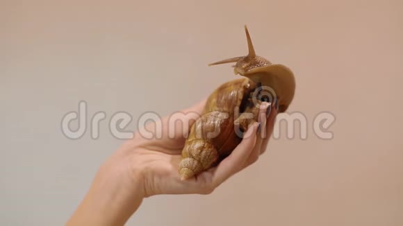 一只阿哈提娜蜗牛在女人手视频的预览图