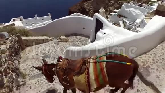 希腊圣托里尼奥亚的驴子视频的预览图
