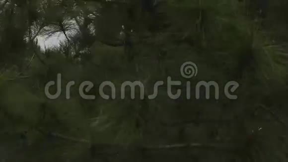 针叶树和城镇景观视频的预览图
