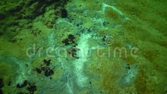 海菇底部有霉菌环境条件恶劣富营养化海洋污染视频的预览图
