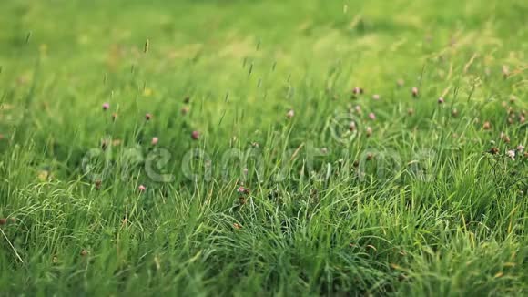 青草在茂盛的草地上随风而动视频的预览图