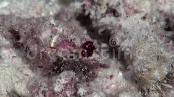 红海珊瑚中的珊瑚隐栖蟹Paguritta伤害视频的预览图