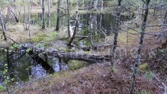 一棵老松树的树干在森林里的泉水中的景色视频的预览图