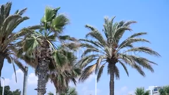 西班牙帕尔马视频的预览图