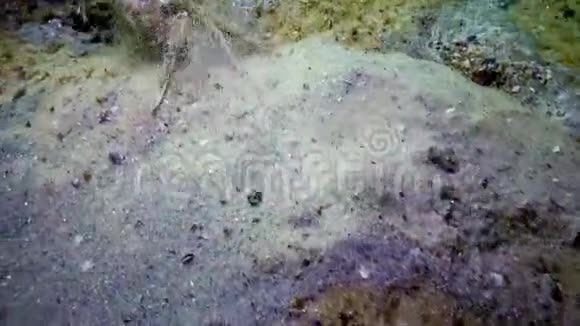 一只绿色的大螃蟹很快沿着沙质海床移动视频的预览图