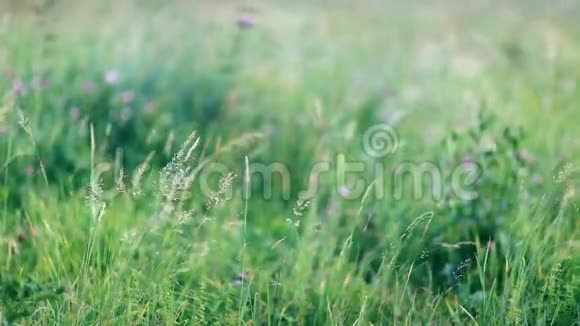 青草在茂盛的草地上随风而动视频的预览图
