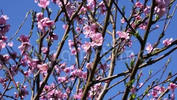 樱桃树花4K视频的预览图