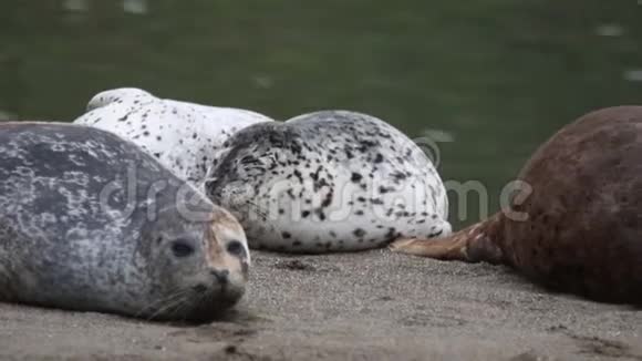 加州海狮和北象海豹在索诺马太平洋海岸视频的预览图