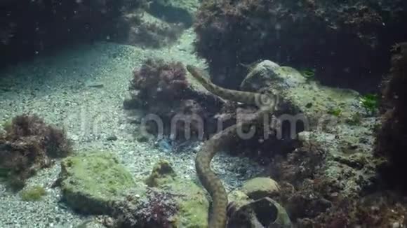 骰子蛇Natrixtessellata在水下捕猎鱼属于Colubridae家族的欧洲非蛇毒蛇视频的预览图
