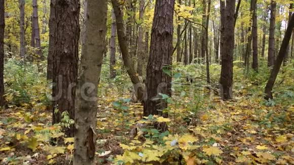 森林里的秋天相机从左到右移动视频的预览图