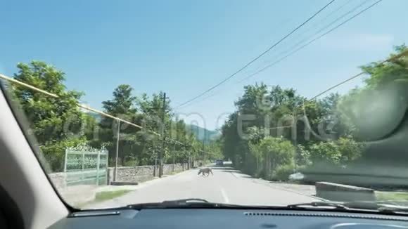 乔治娅猪在马路上慢慢地走在车前视频的预览图