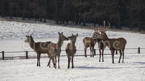 在雪地里德尔斯和德尔斯金在雪地上行走视频的预览图