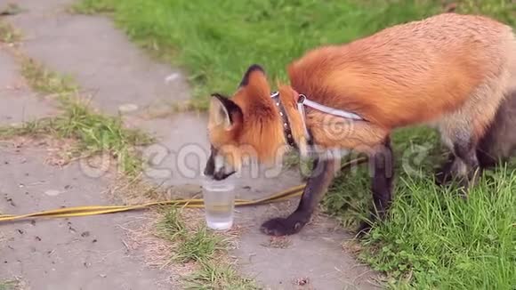 橙色狐狸在夏天在绿色公园喝水视频的预览图