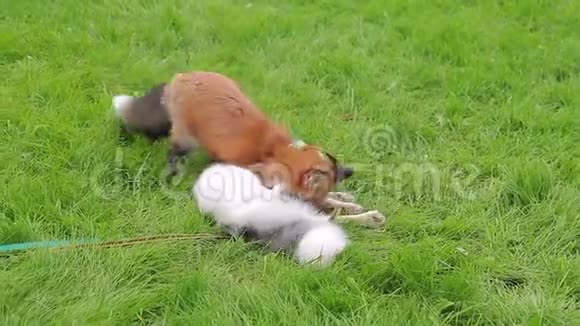 穿着皮带的红色和大理石狐狸在绿色草坪上欢快地玩耍视频的预览图