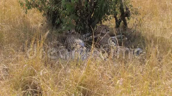 一家三只猎豹躲在灌木丛中躲避烈日视频的预览图