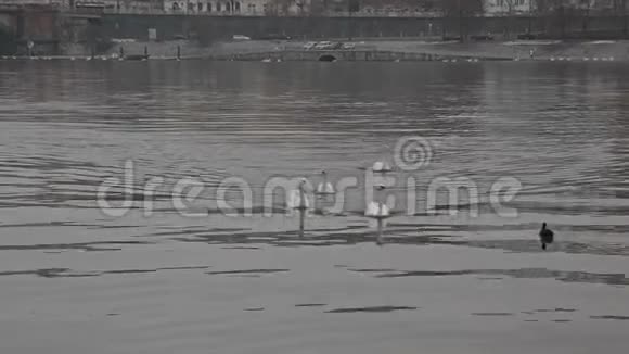 河流上的码头视频的预览图