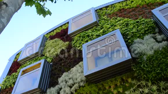 有植被墙的现代建筑立面的窗户绿色环境视频的预览图